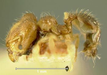 Media type: image;   Entomology 22884 Aspect: habitus lateral view